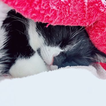 毛布をかぶって寝る猫