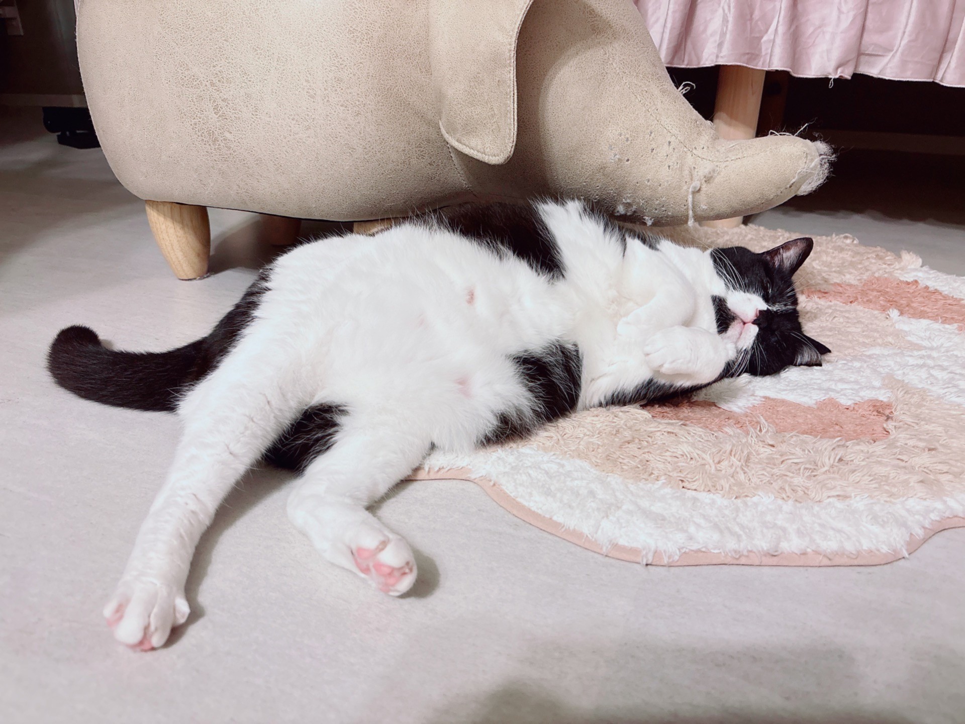 遊び疲れた猫