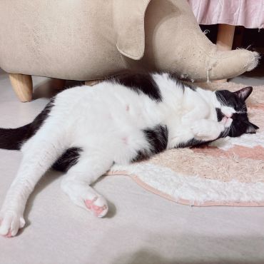 遊び疲れた猫