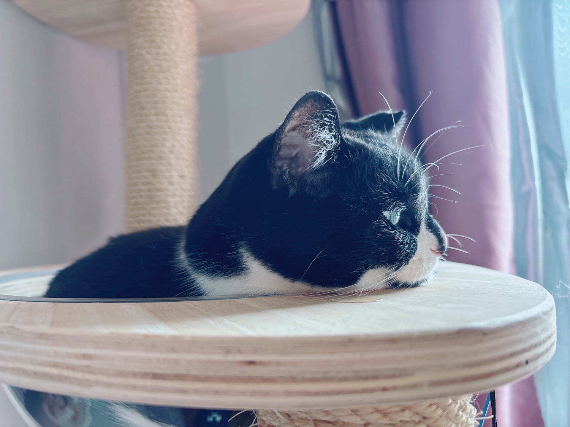 横顔が美しい猫