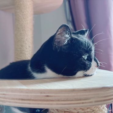 横顔が美しい猫