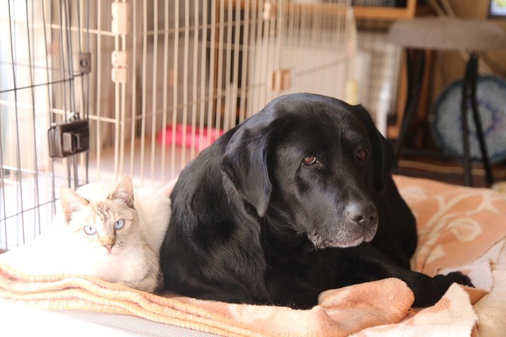 保護犬先輩が大好きにゃ！