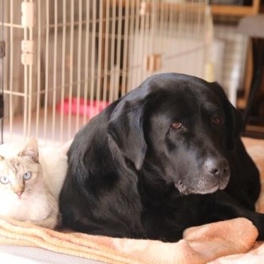 保護犬先輩が大好きにゃ！