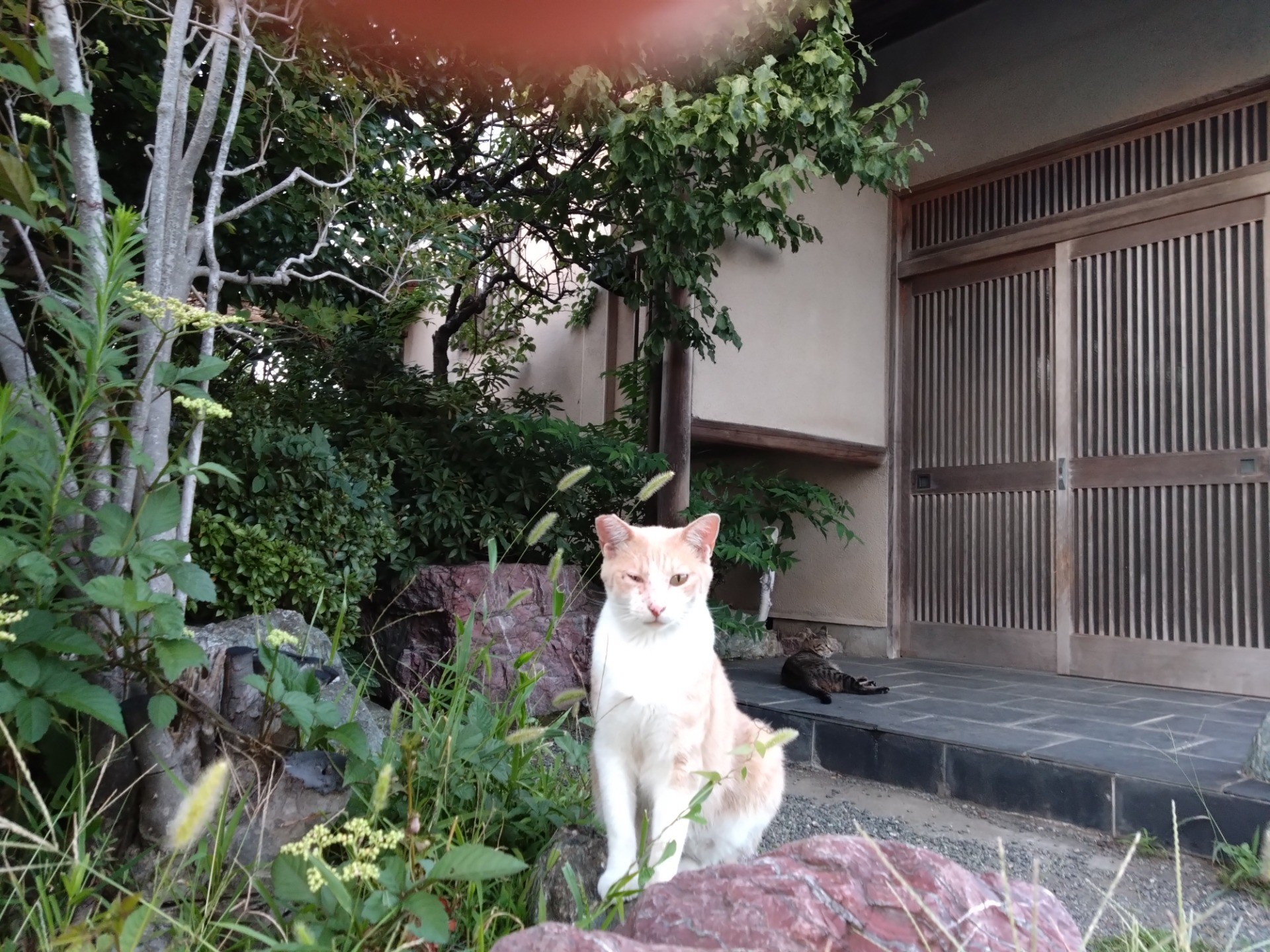 勇ましい　クリーム