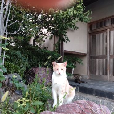 勇ましい　クリーム