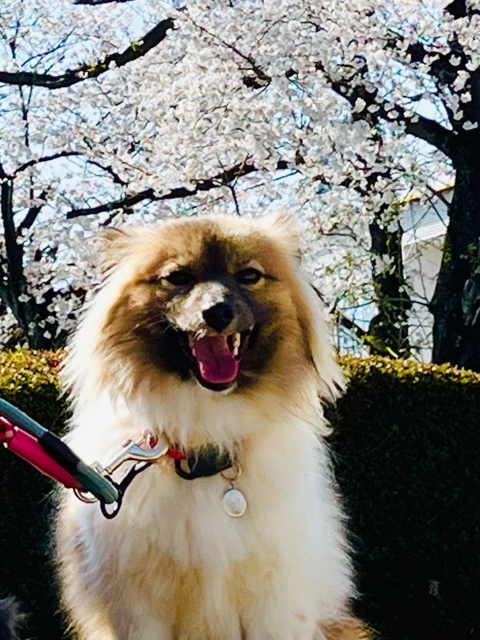 桜満開♡笑顔も満開♡
