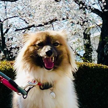 桜満開♡笑顔も満開♡