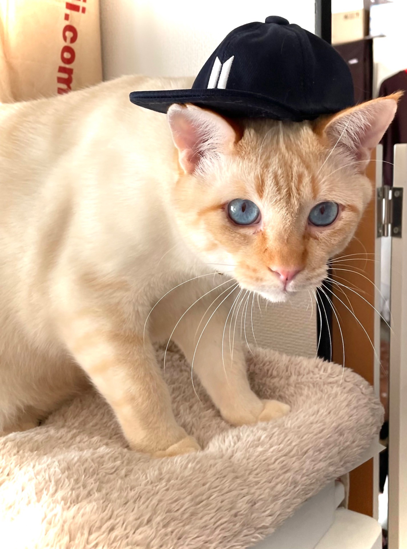 僕もオシャレする！