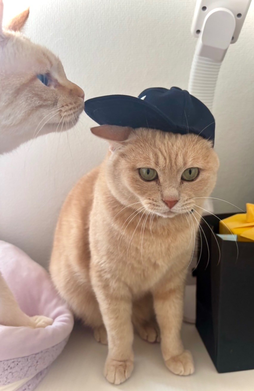 よく似合ってるニャ