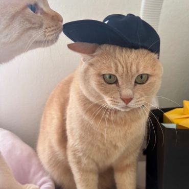 よく似合ってるニャ