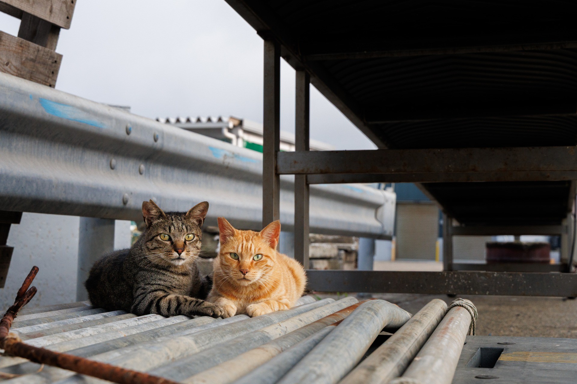 地域猫として生きる