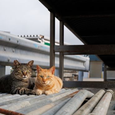 地域猫として生きる