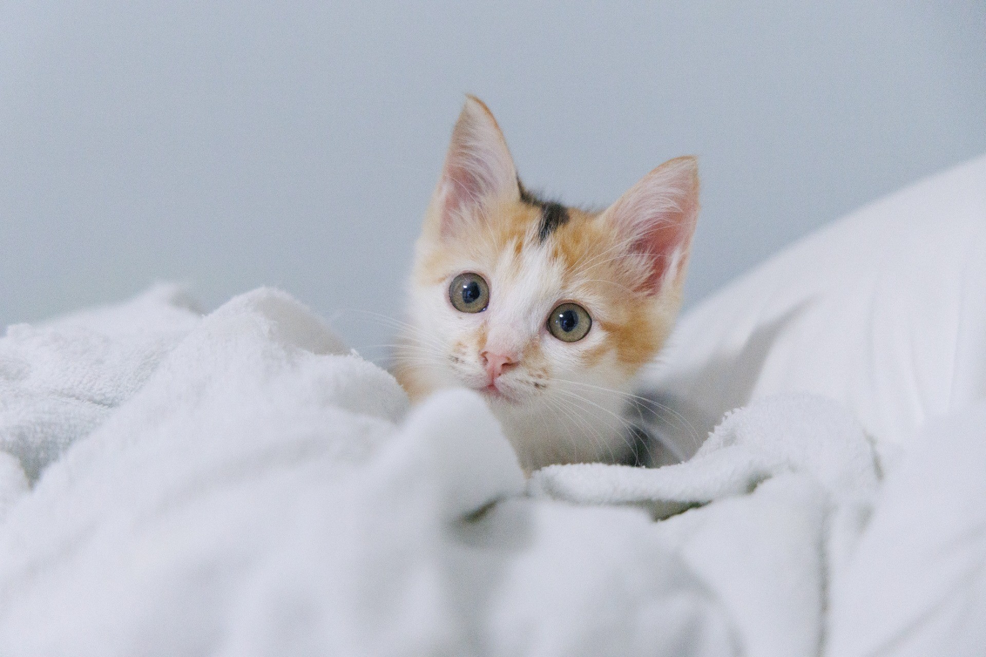 猫は環境で表情も変わる