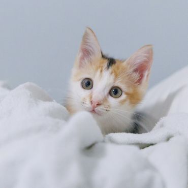 猫は環境で表情も変わる