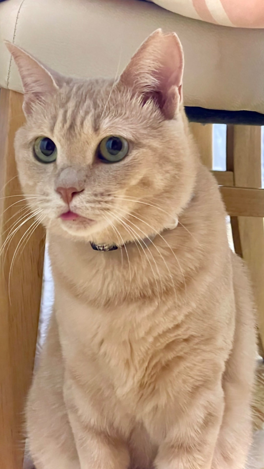 舌をしまい忘れた猫