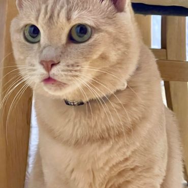 舌をしまい忘れた猫