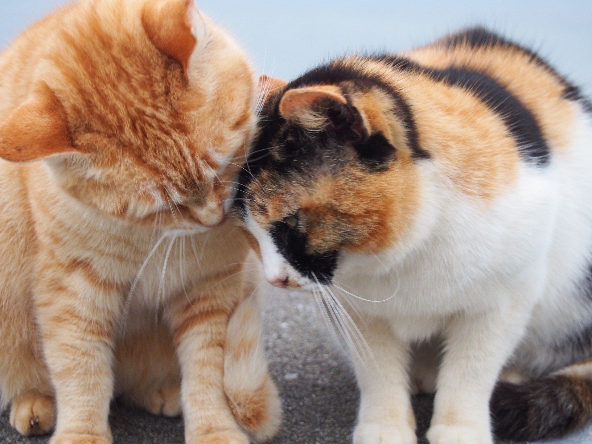 だいじょうぶ