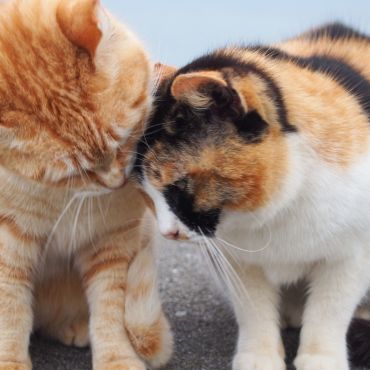 だいじょうぶ