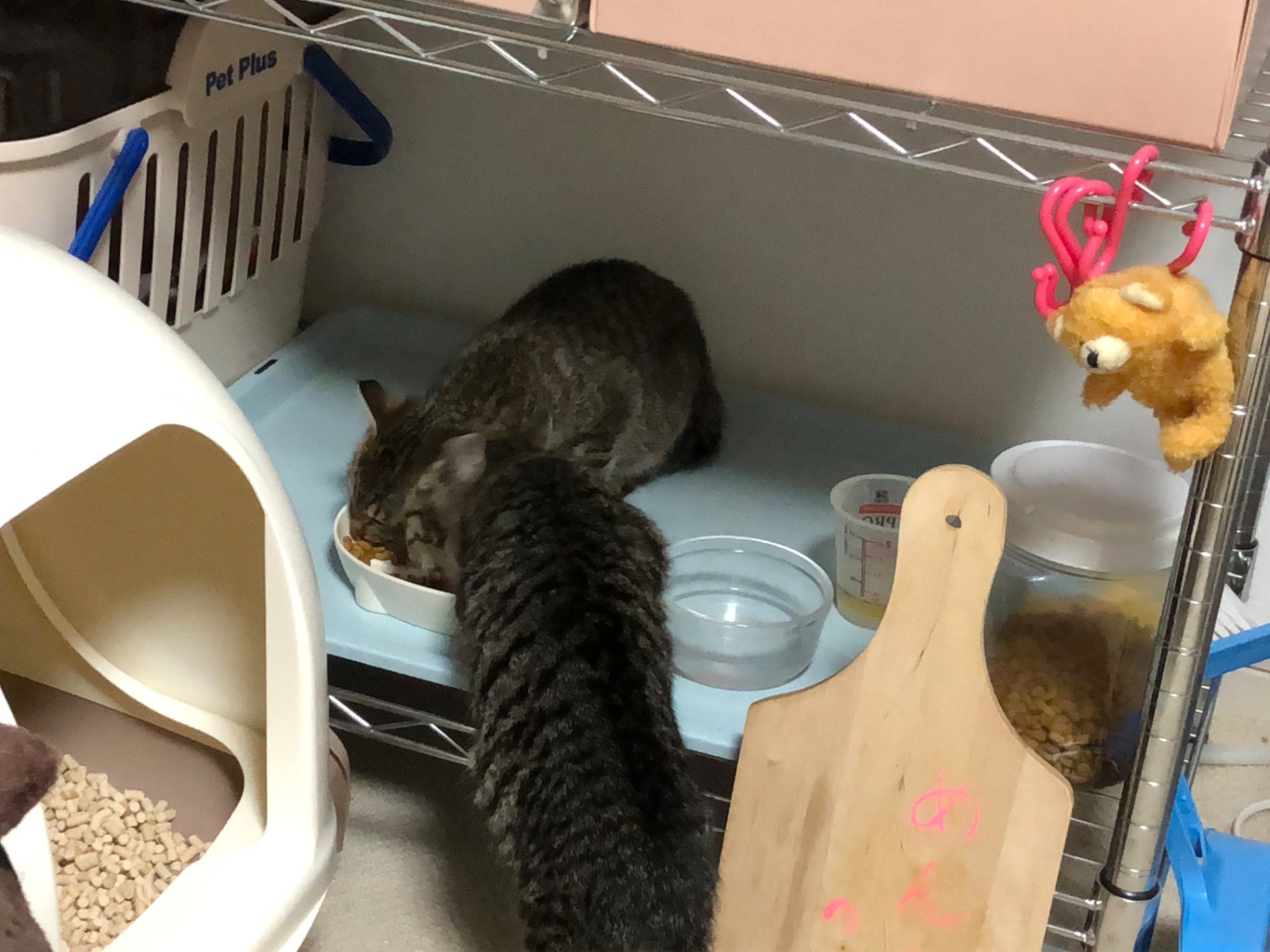 お兄ちゃんの分も生きるのだ！