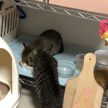 お兄ちゃんの分も生きるのだ！