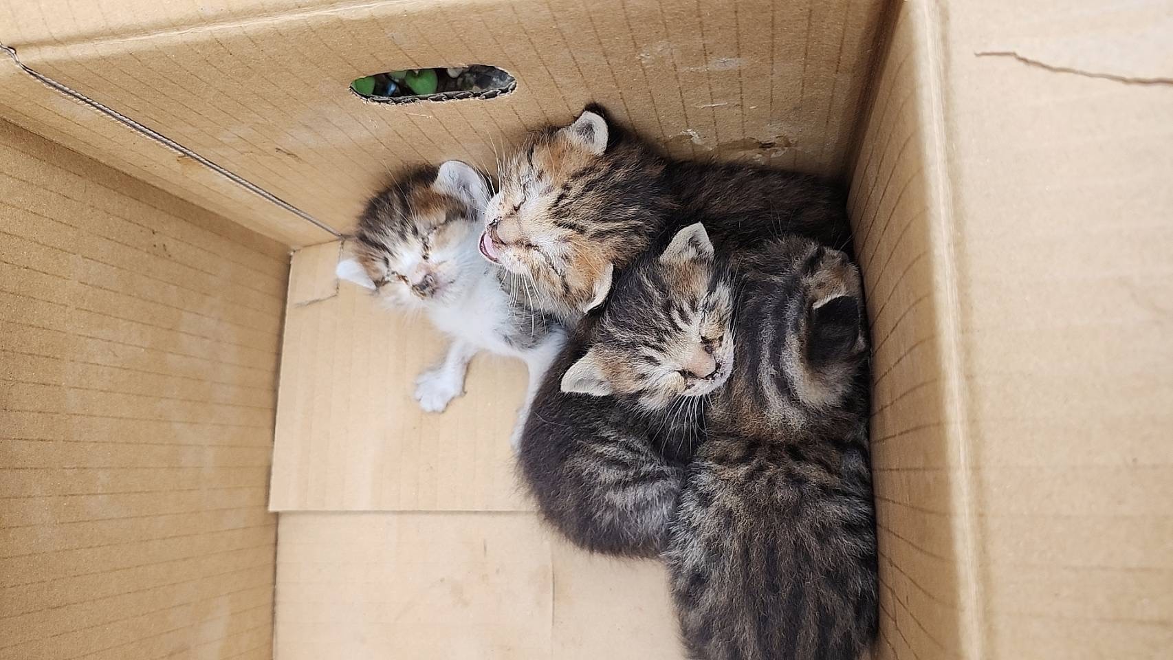 負けなかった！