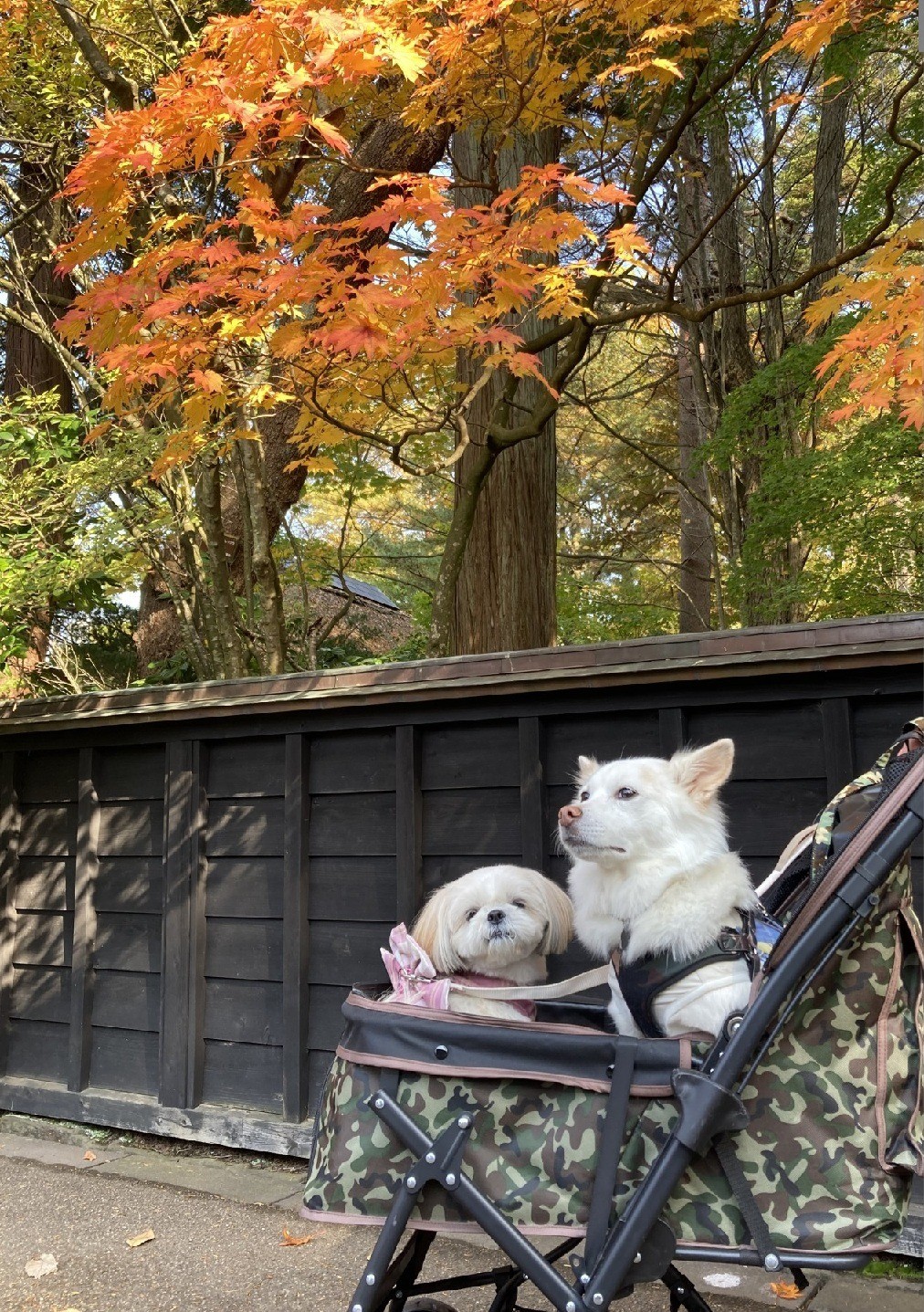 大人（じゃなくて）犬の休日倶楽部