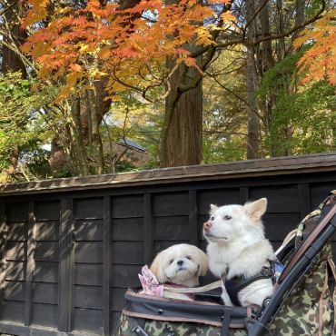 大人（じゃなくて）犬の休日倶楽部