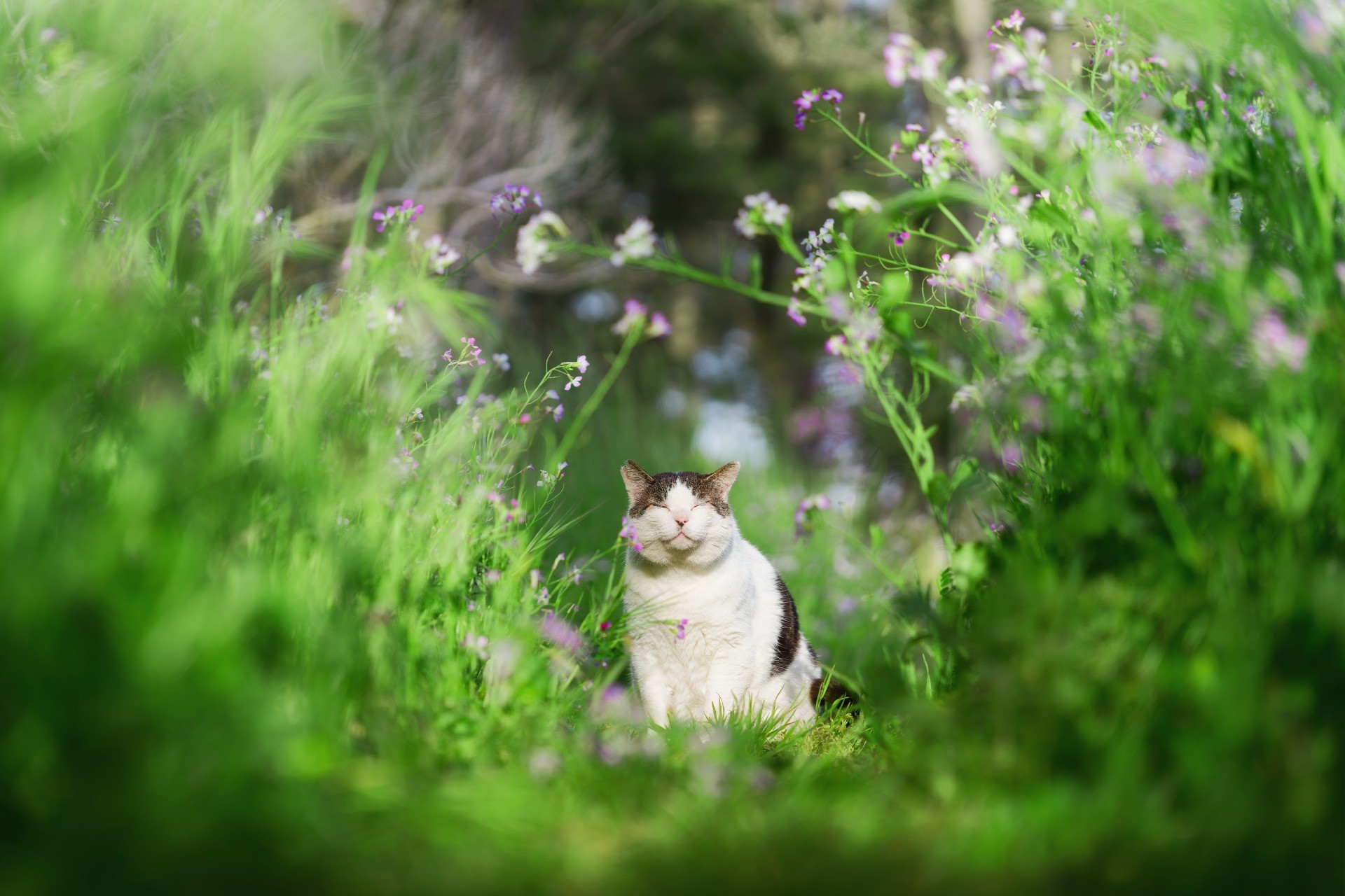 春をまとう