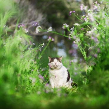 春をまとう