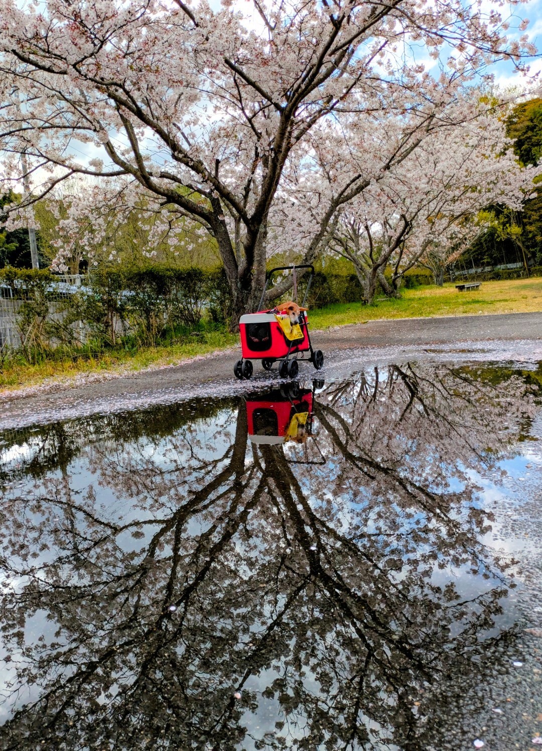 華子と桜