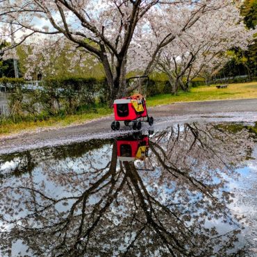 華子と桜
