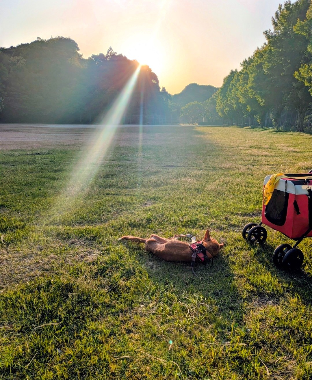 大好きな公園