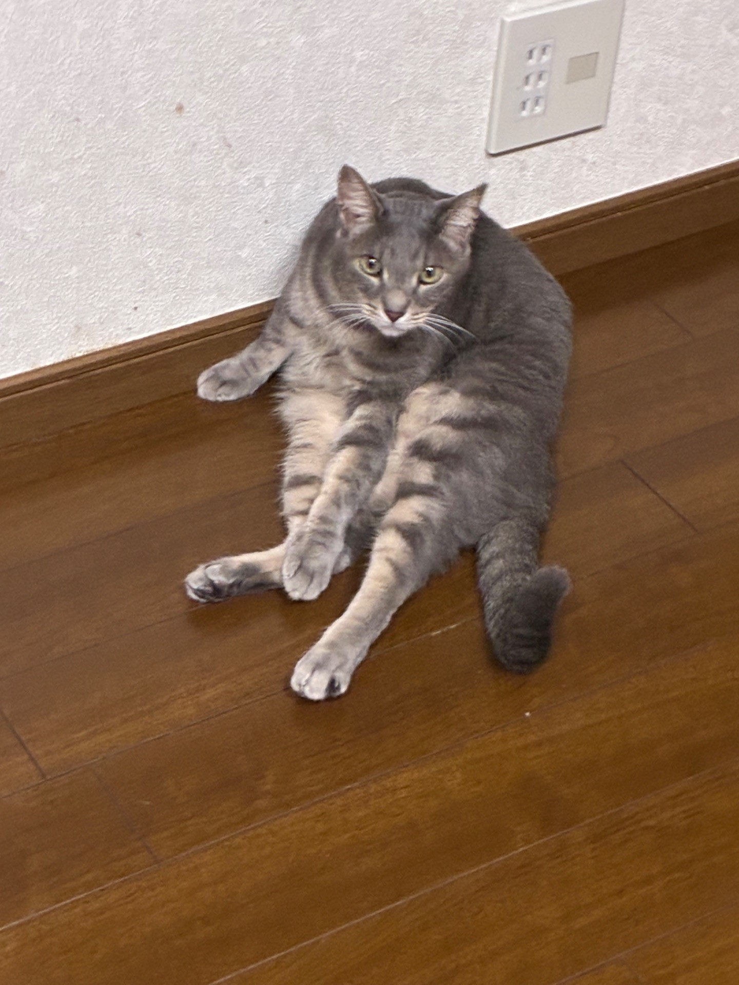 野良としての威厳とは