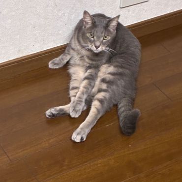 野良としての威厳とは