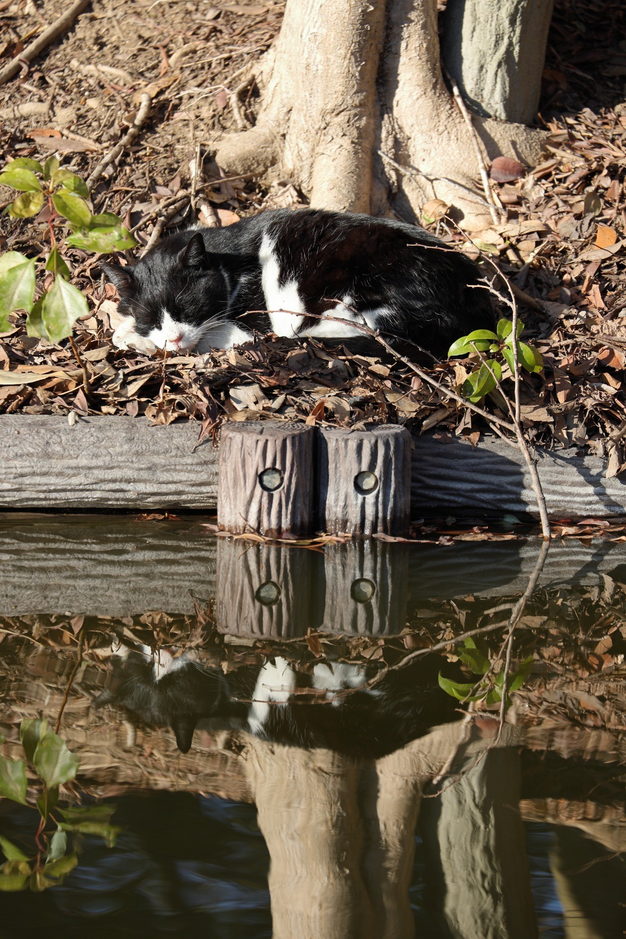 水鏡のまどろみ