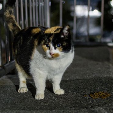 アイドル猫のミケちゃん