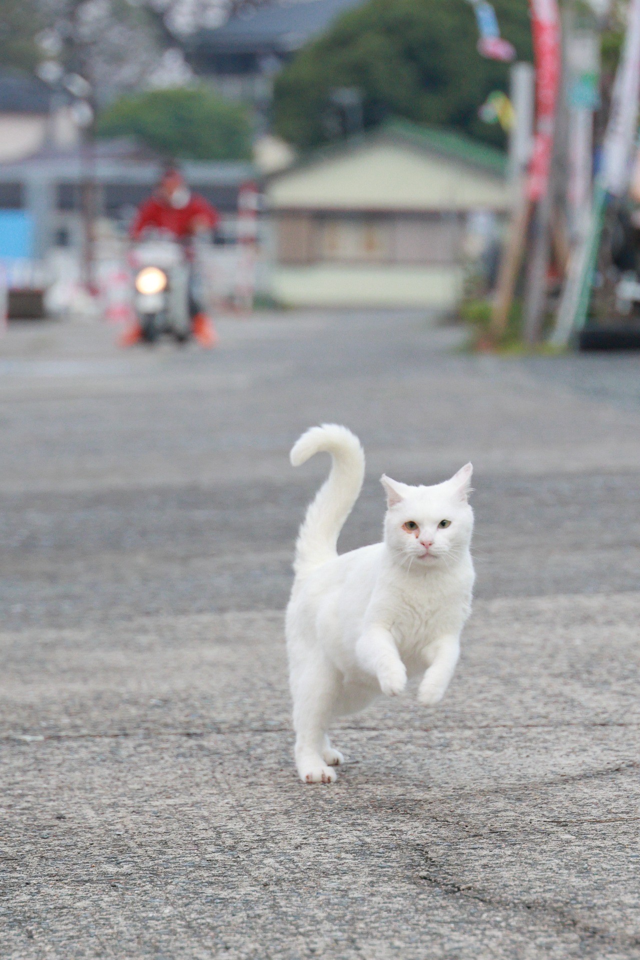 ホームストレート全力疾走