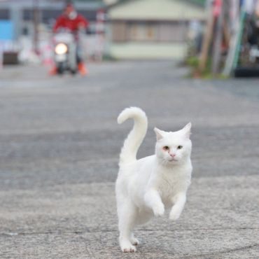 ホームストレート全力疾走