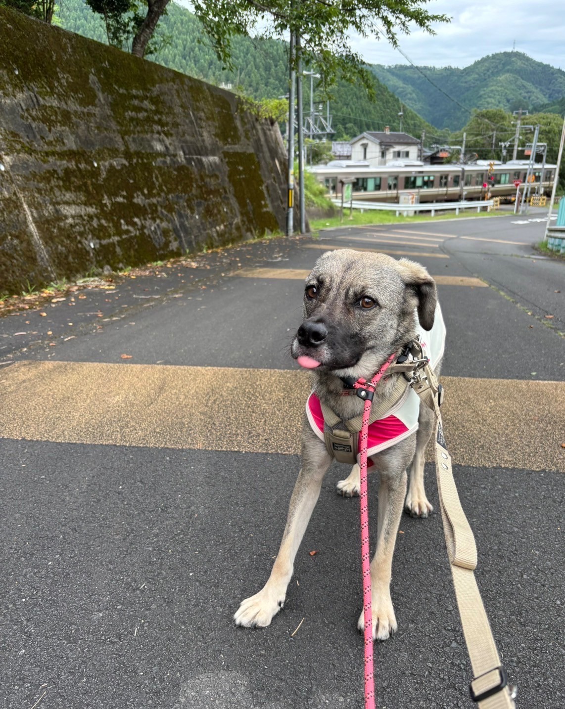 線路沿いの散歩❣️