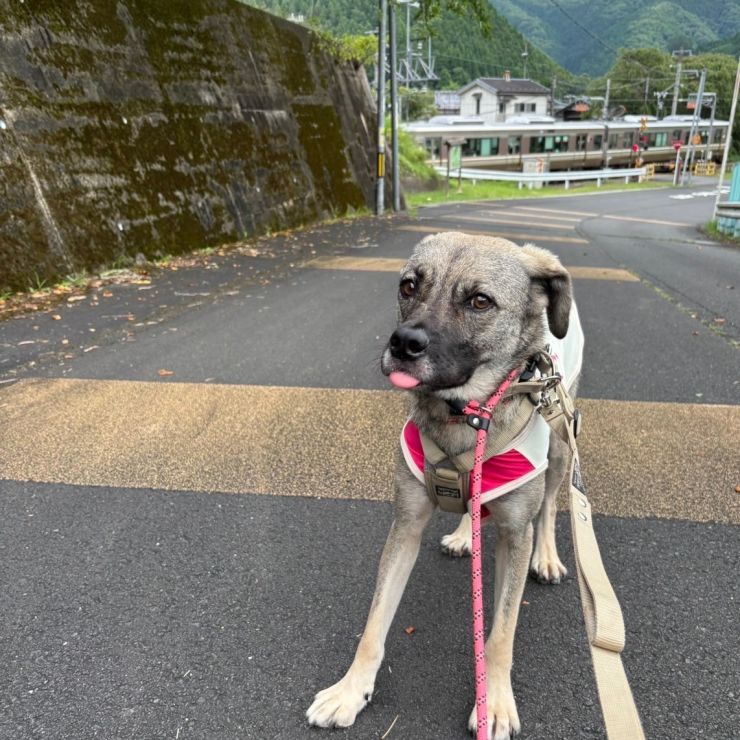 線路沿いの散歩❣️