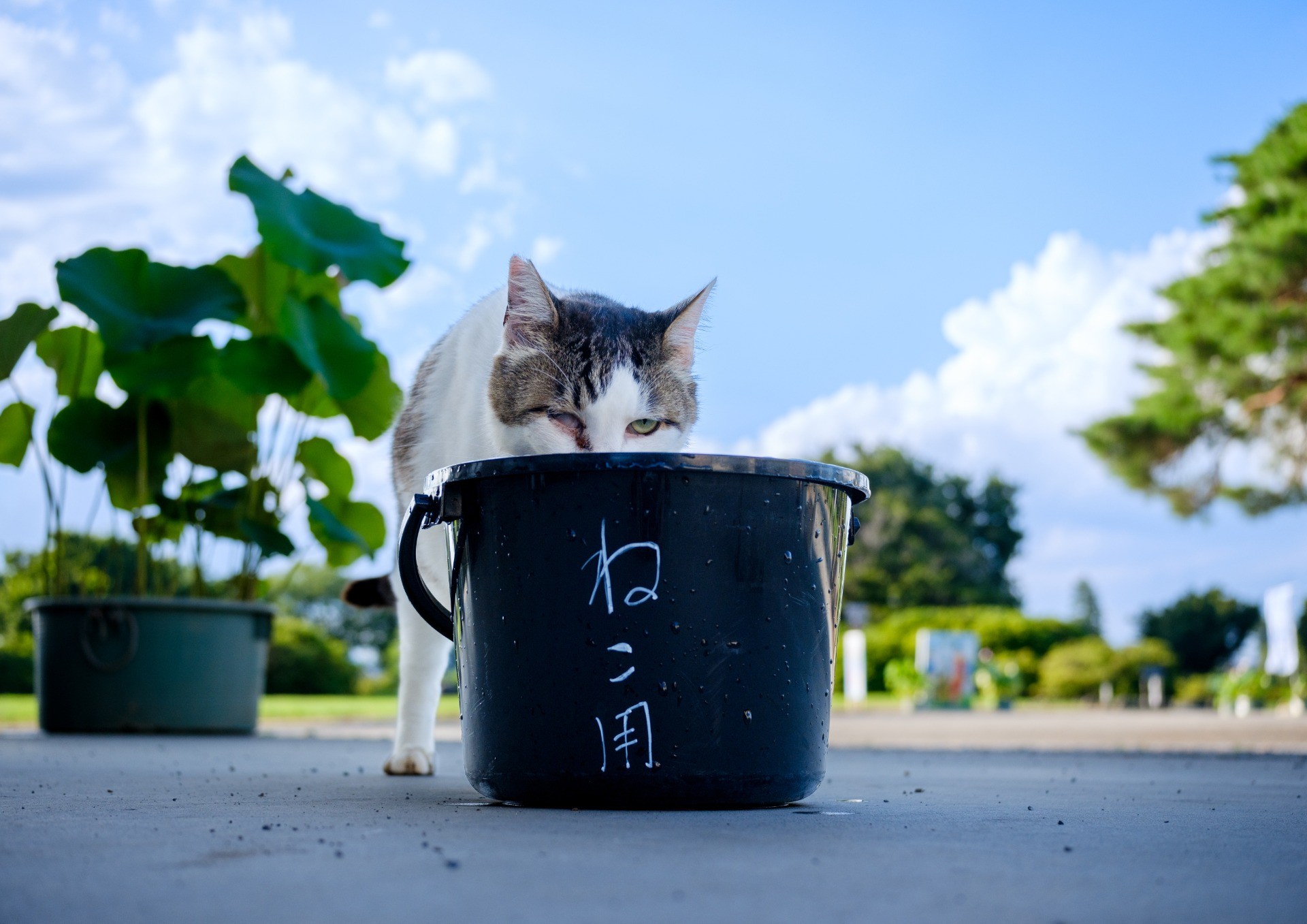 いのちの水