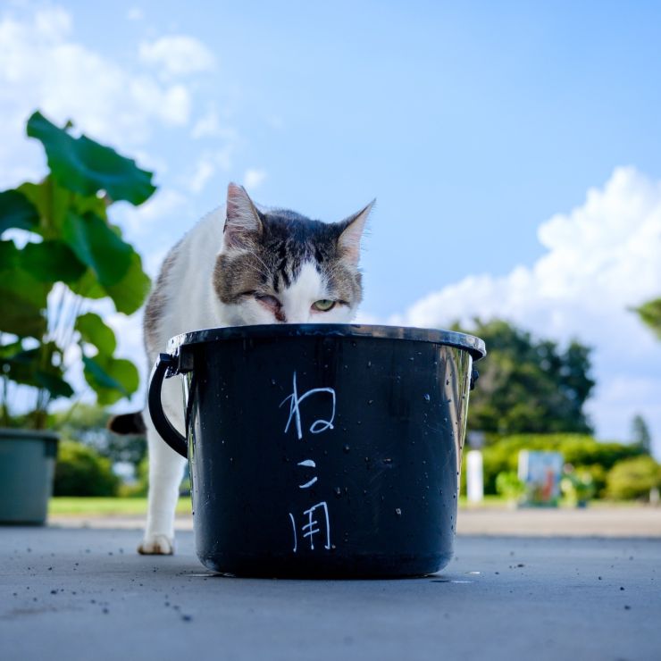 いのちの水