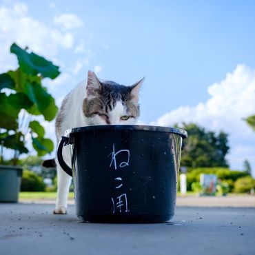 いのちの水