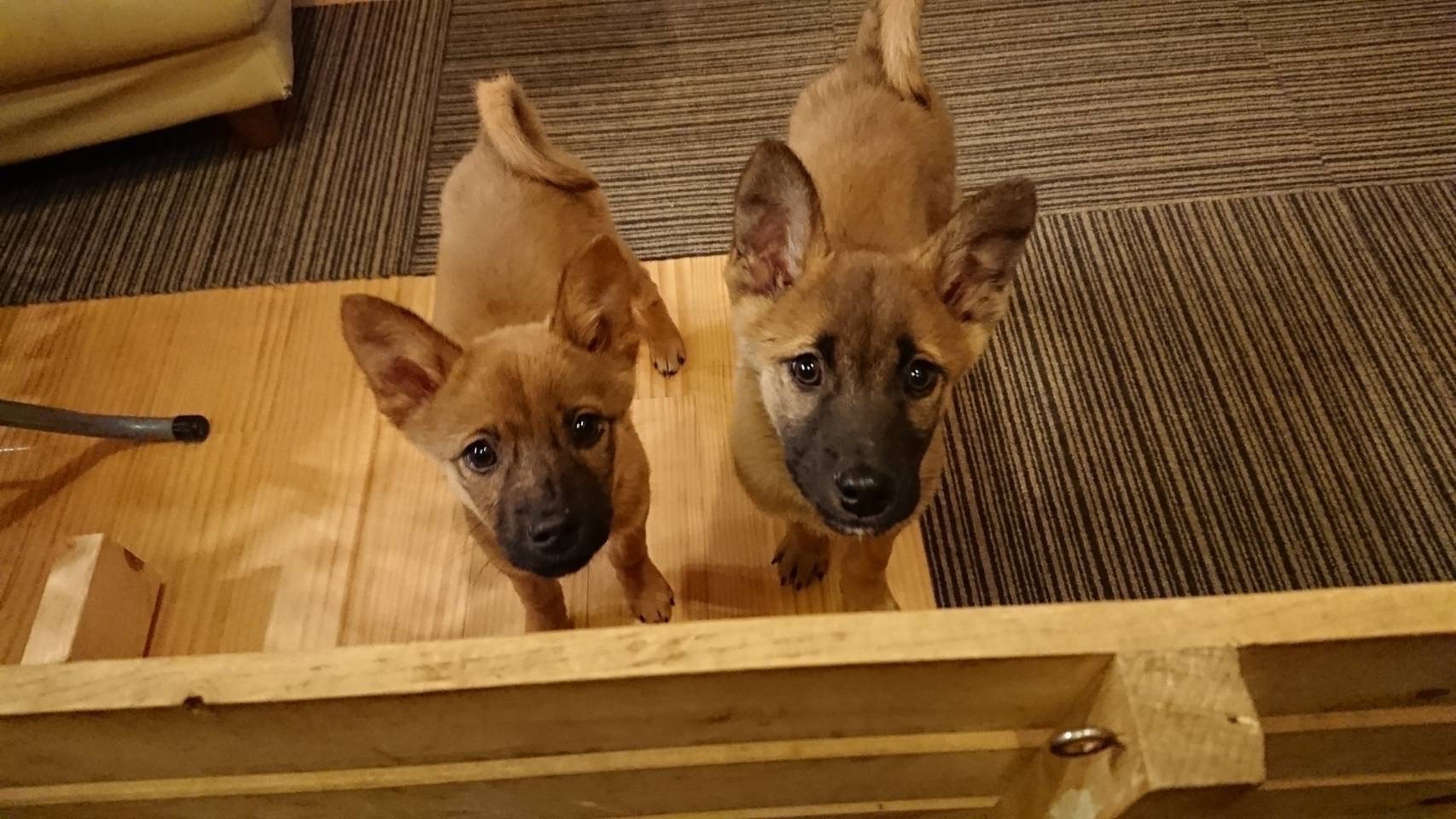 ようこそ兄妹犬❣️