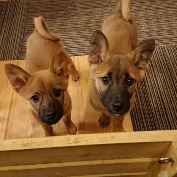 ようこそ兄妹犬❣️