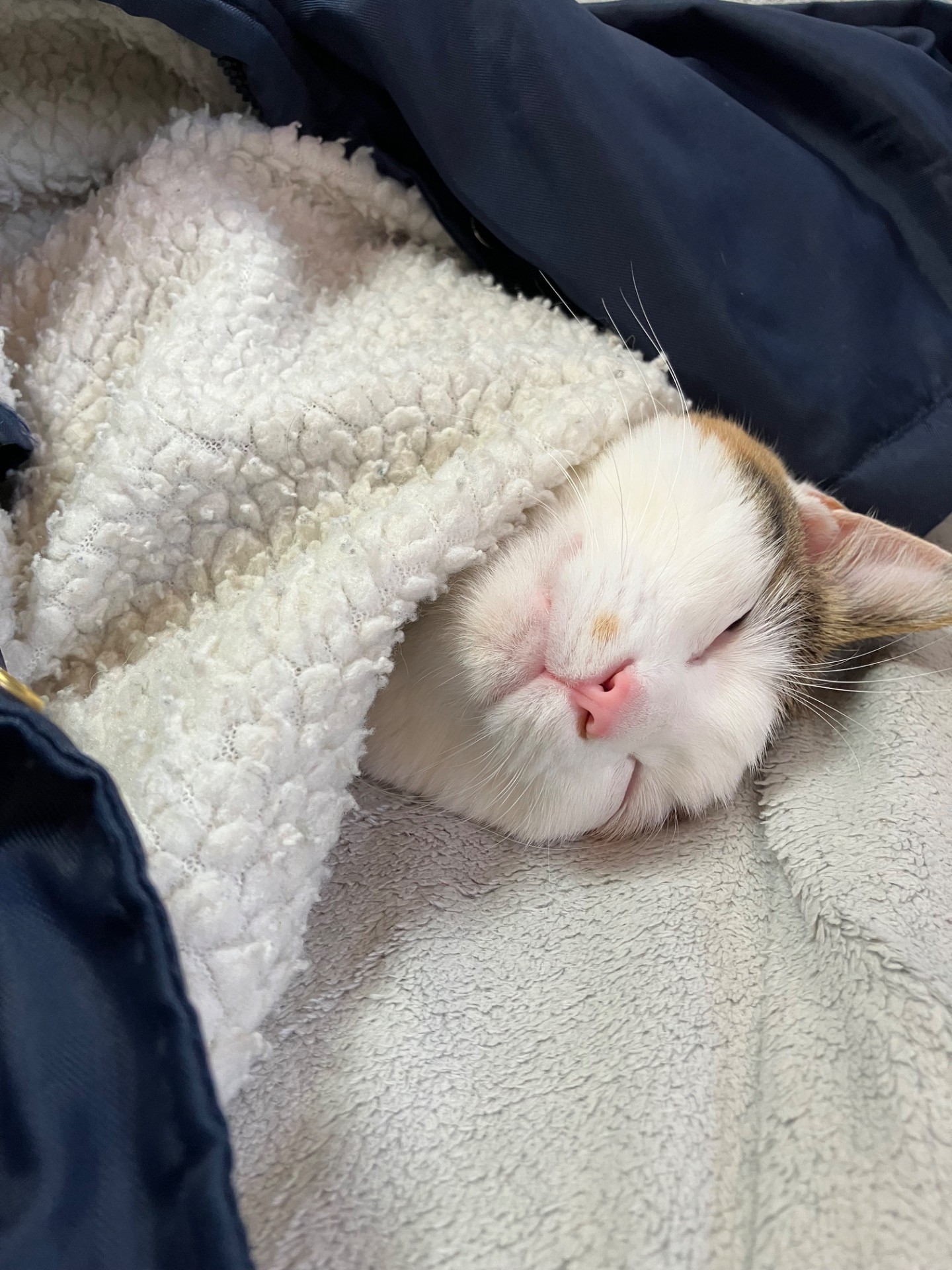 ただいま埋まり中