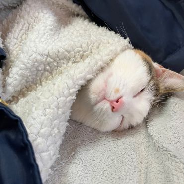 ただいま埋まり中