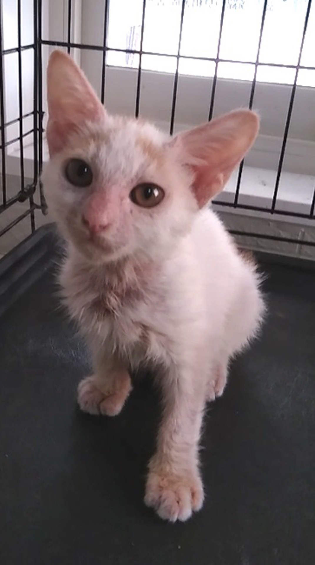 疥癬症でボロボロの子猫がたった５日で美猫に生まれ変わりました