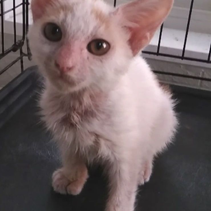 疥癬症でボロボロの子猫がたった５日で美猫に生まれ変わりました