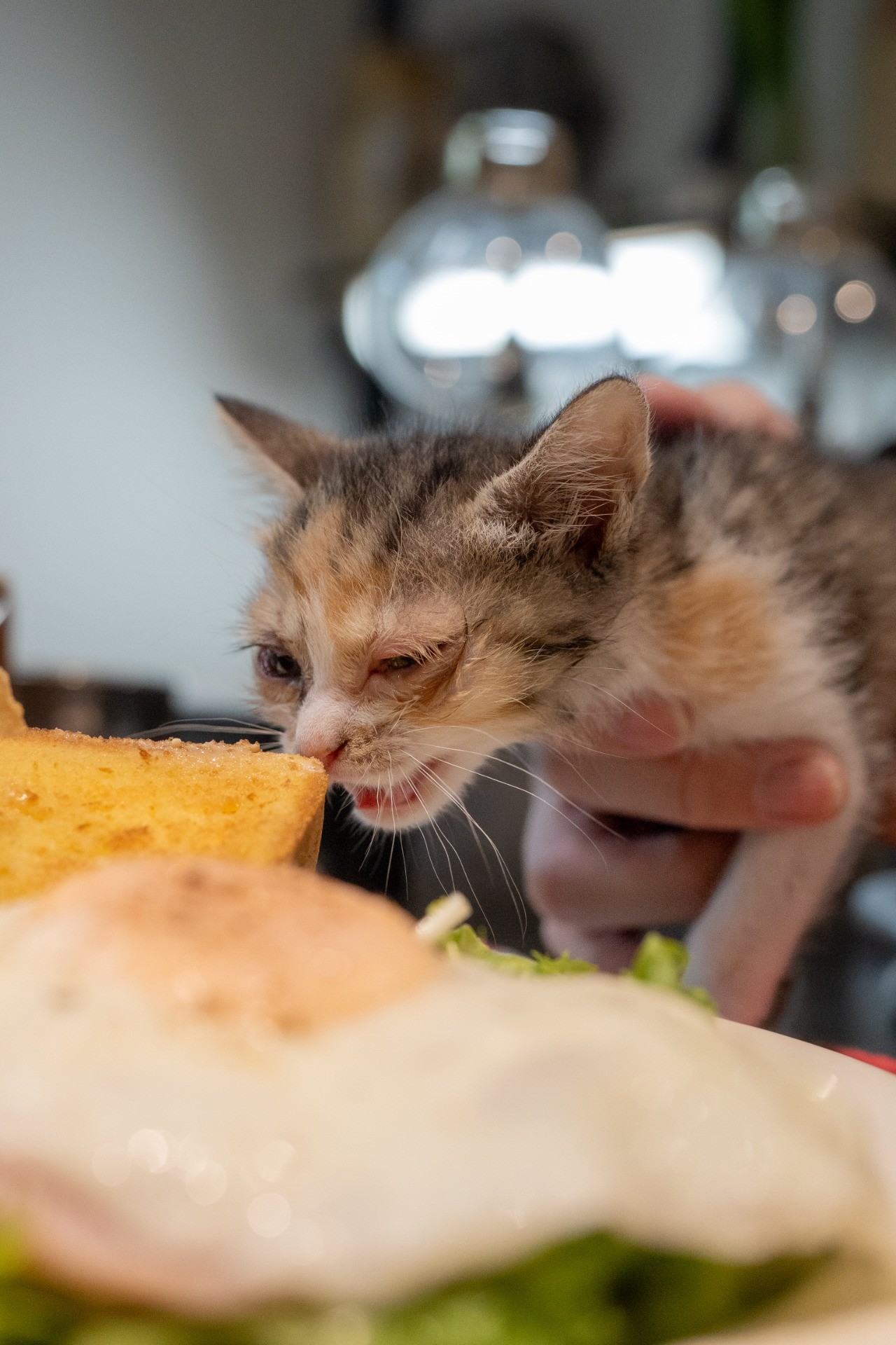 めっちゃ、食べたいニャ‼️